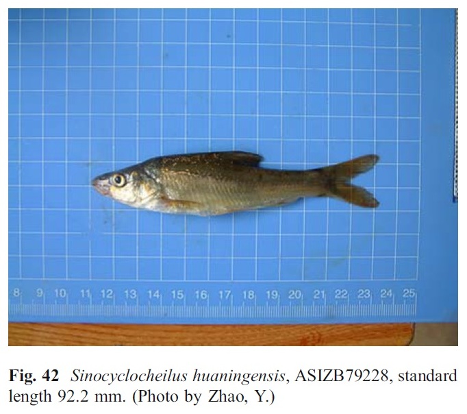 Sinocyclocheilus huaningensis Li, 1998